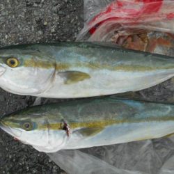 こかわ渡船　雅丸 釣果