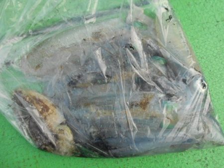 こかわ渡船　雅丸 釣果