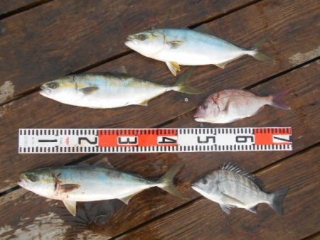 こかわ渡船　雅丸 釣果