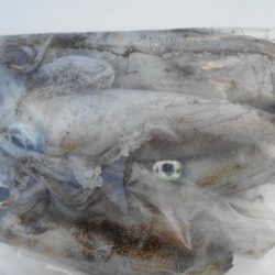 こかわ渡船　雅丸 釣果