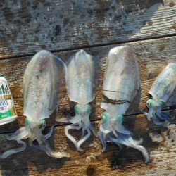 こかわ渡船　雅丸 釣果