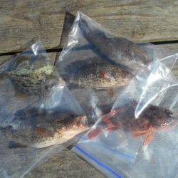 こかわ渡船　雅丸 釣果