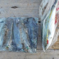 こかわ渡船　雅丸 釣果