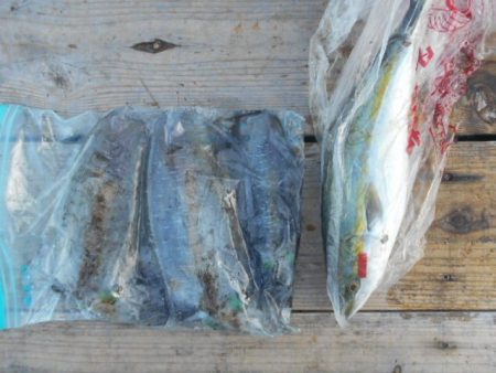 こかわ渡船　雅丸 釣果