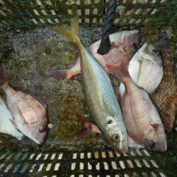 こかわ渡船　雅丸 釣果