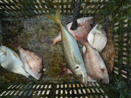 こかわ渡船　雅丸 釣果
