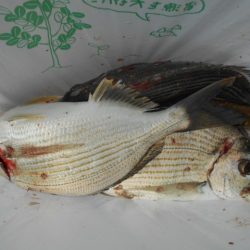 こかわ渡船　雅丸 釣果