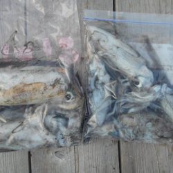 こかわ渡船 雅丸 釣果