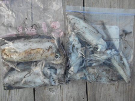 こかわ渡船　雅丸 釣果