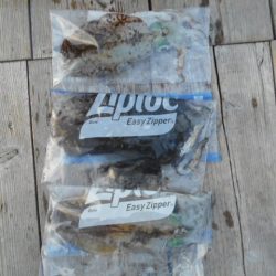 こかわ渡船 雅丸 釣果