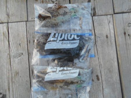 こかわ渡船 雅丸 釣果