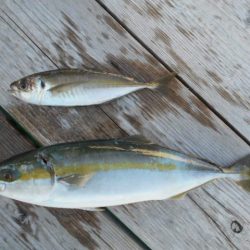 こかわ渡船 雅丸 釣果