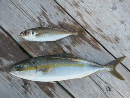 こかわ渡船 雅丸 釣果