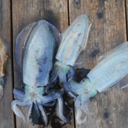 こかわ渡船 雅丸 釣果