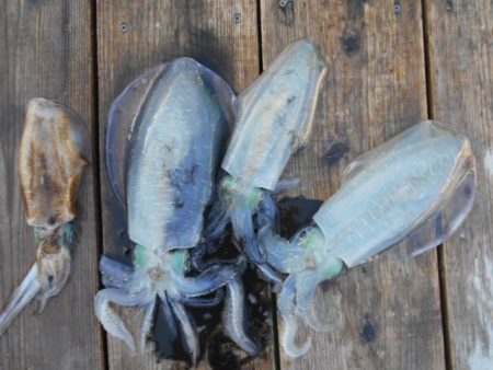 こかわ渡船　雅丸 釣果