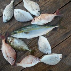 こかわ渡船　雅丸 釣果