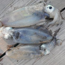 こかわ渡船　雅丸 釣果