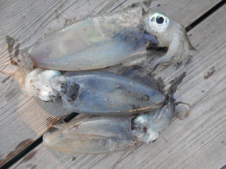 こかわ渡船　雅丸 釣果