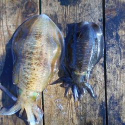 こかわ渡船　雅丸 釣果