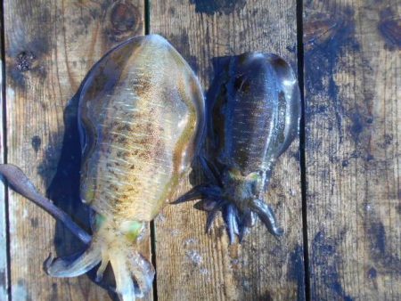 こかわ渡船　雅丸 釣果