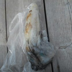 こかわ渡船　雅丸 釣果