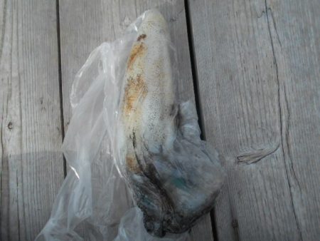 こかわ渡船　雅丸 釣果