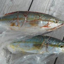 こかわ渡船　雅丸 釣果