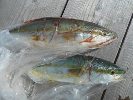 こかわ渡船　雅丸 釣果