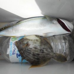 こかわ渡船　雅丸 釣果