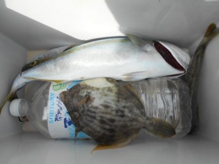 こかわ渡船　雅丸 釣果