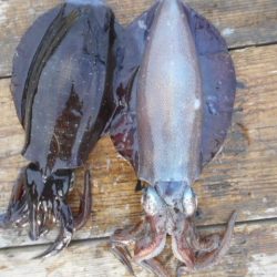 こかわ渡船　雅丸 釣果