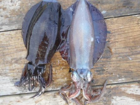 こかわ渡船　雅丸 釣果