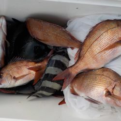千鳥丸 釣果