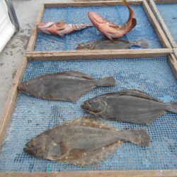 大進丸(愛知) 釣果