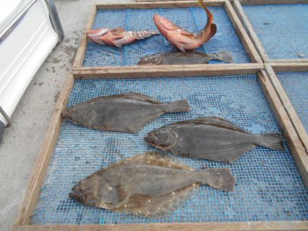 大進丸(愛知) 釣果