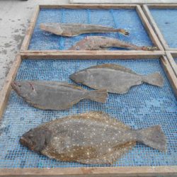 大進丸(愛知) 釣果