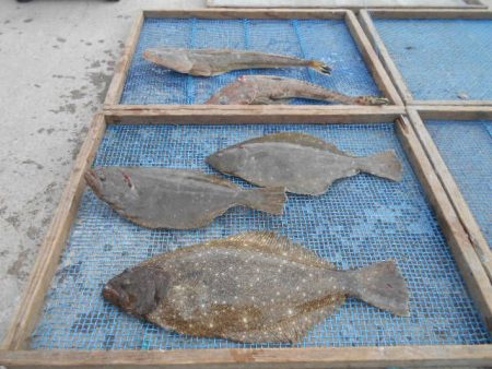 大進丸(愛知) 釣果