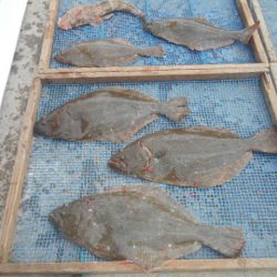 大進丸(愛知) 釣果