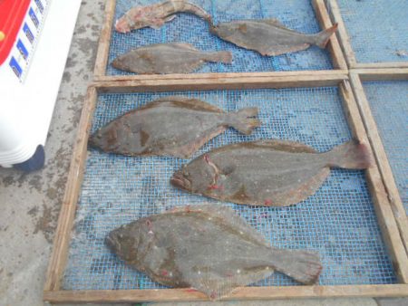 大進丸(愛知) 釣果