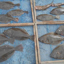 大進丸(愛知) 釣果