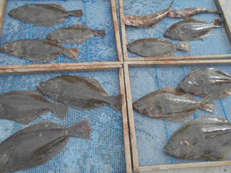 大進丸(愛知) 釣果