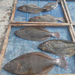 大進丸(愛知) 釣果