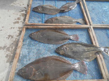 大進丸(愛知) 釣果