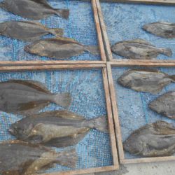 大進丸(愛知) 釣果