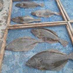 大進丸(愛知) 釣果