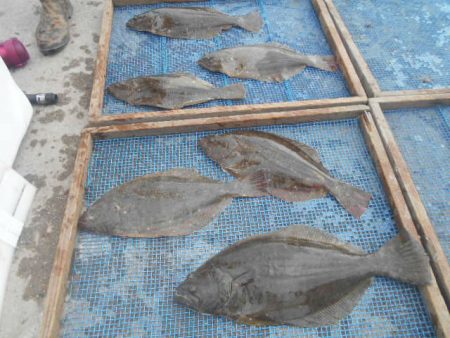 大進丸(愛知) 釣果