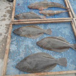 大進丸(愛知) 釣果