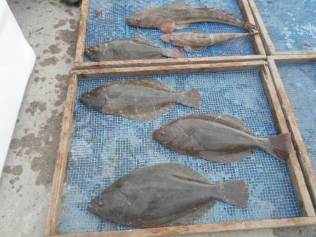 大進丸(愛知) 釣果