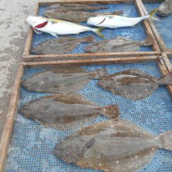 大進丸(愛知) 釣果