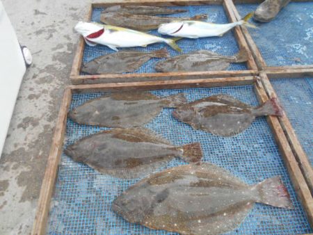 大進丸(愛知) 釣果